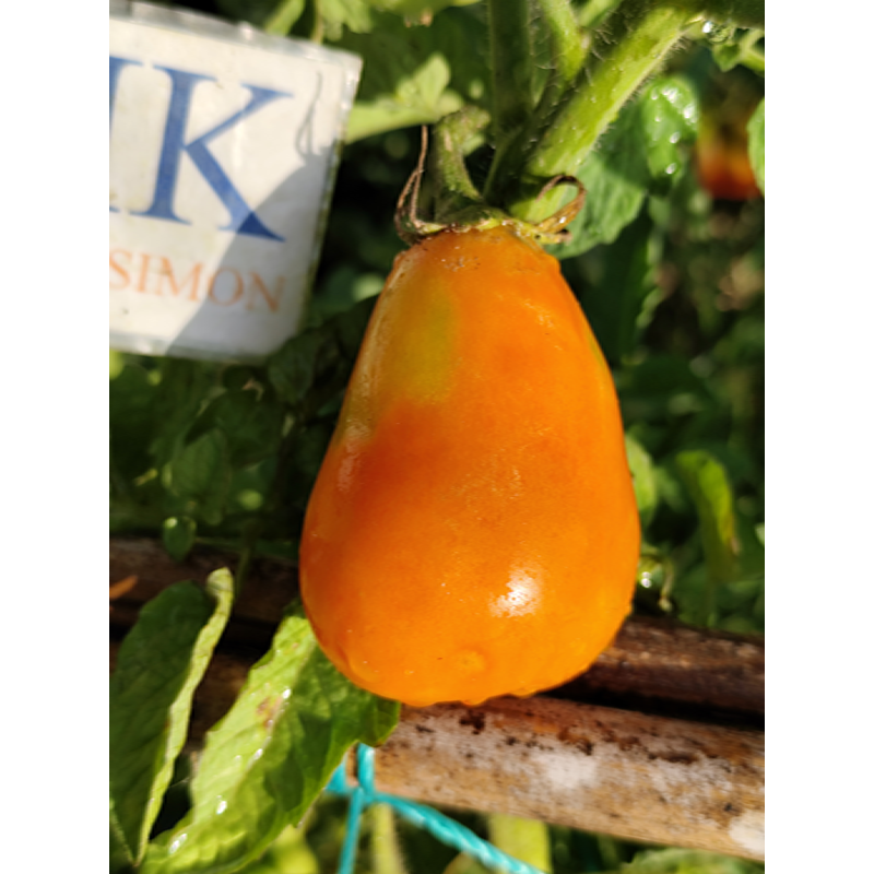 Tomate Mila , 10 semillas