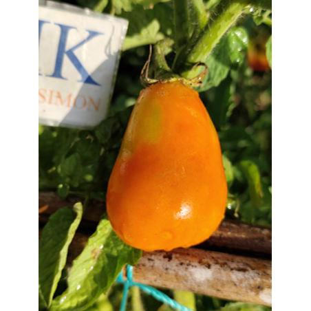 Tomate Mila , 10 semillas