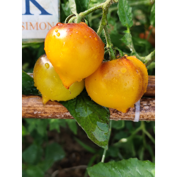 Tomate Beautiful Heart , 10 semillas (265)