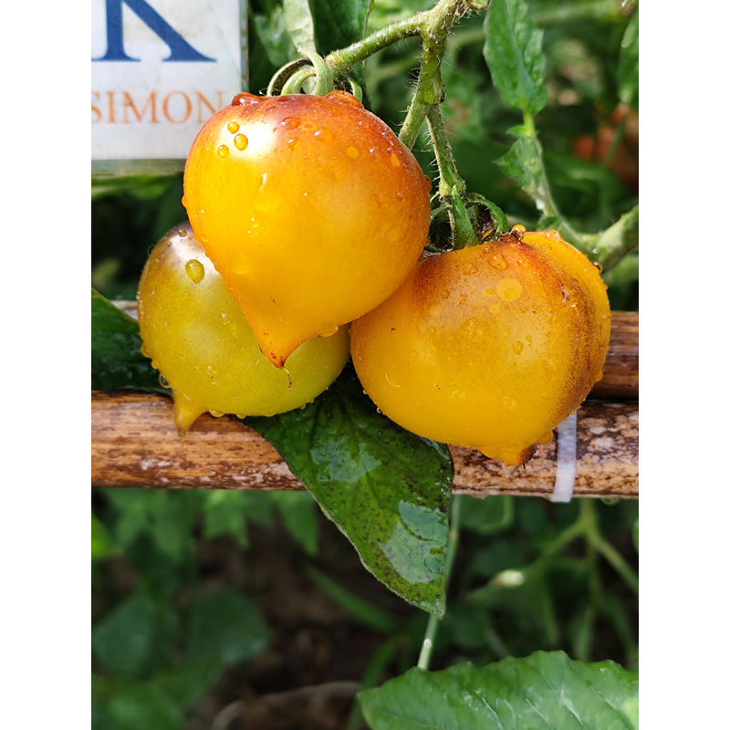 Tomate Beautiful Heart , 10 semillas