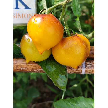 Tomate Beautiful Heart , 10 semillas