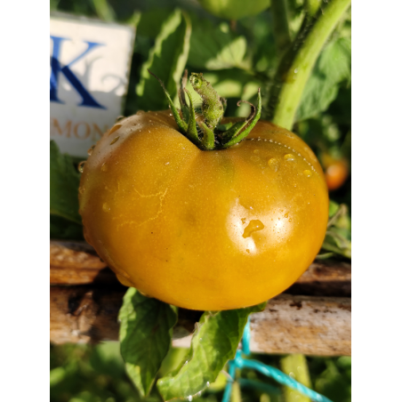 Tomate Kiwanis , 10 semillas (266)