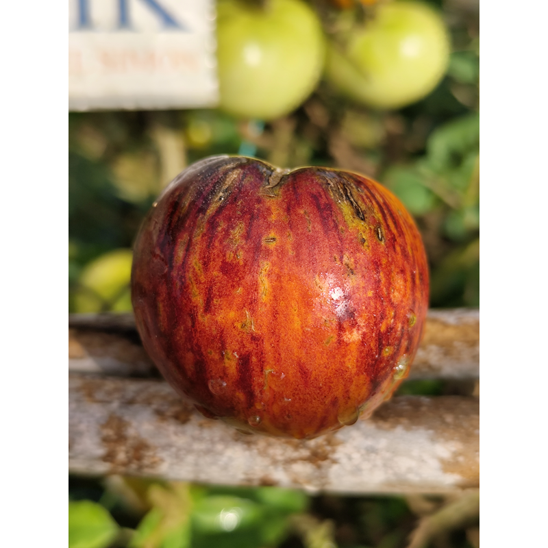 Tomate de Saint Jean de Beuregard , 10 semillas (269)