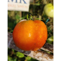 Tomate Subartic Plenty , 10 semillas (270)