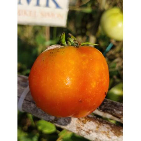 Tomate Subartic Plenty , 10 semillas (270)