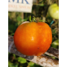 Tomate Subartic Plenty , 10 semillas (270)