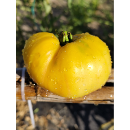 Tomate Grandma Josie's Amish White , 10 semillas (273)