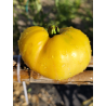 Tomate Grandma Josie's Amish White , 10 semillas (273)