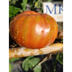 Tomate Chianti Rose , 10 semillas