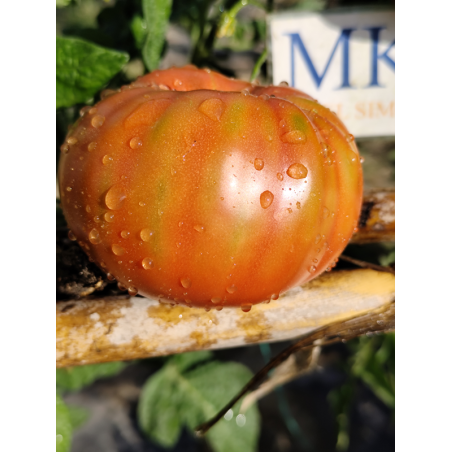 Tomate Chianti Rose , 10 semillas