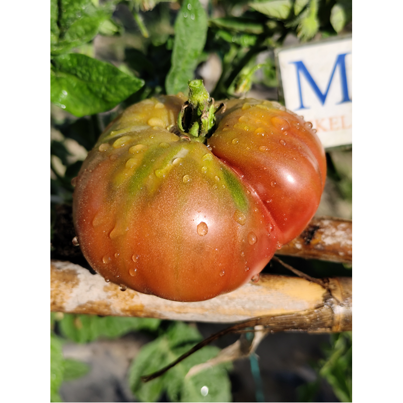 Tomate Indian Stripe , 10 semillas