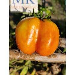 Tomate Liberty Bell , 10 semillas (278)