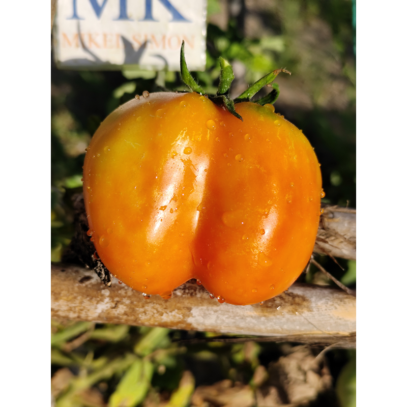 Tomate Liberty Bell , 10 semillas (278)