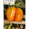 Tomate Liberty Bell , 10 semillas (278)