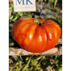 Tomate Beauty of Poitou , 10 semillas