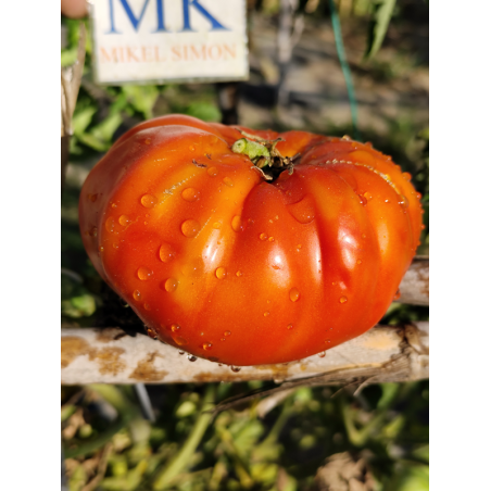 Tomate Beauty of Poitou , 10 semillas