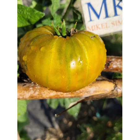 Tomate Babbau Rhum, 10 semillas (281)