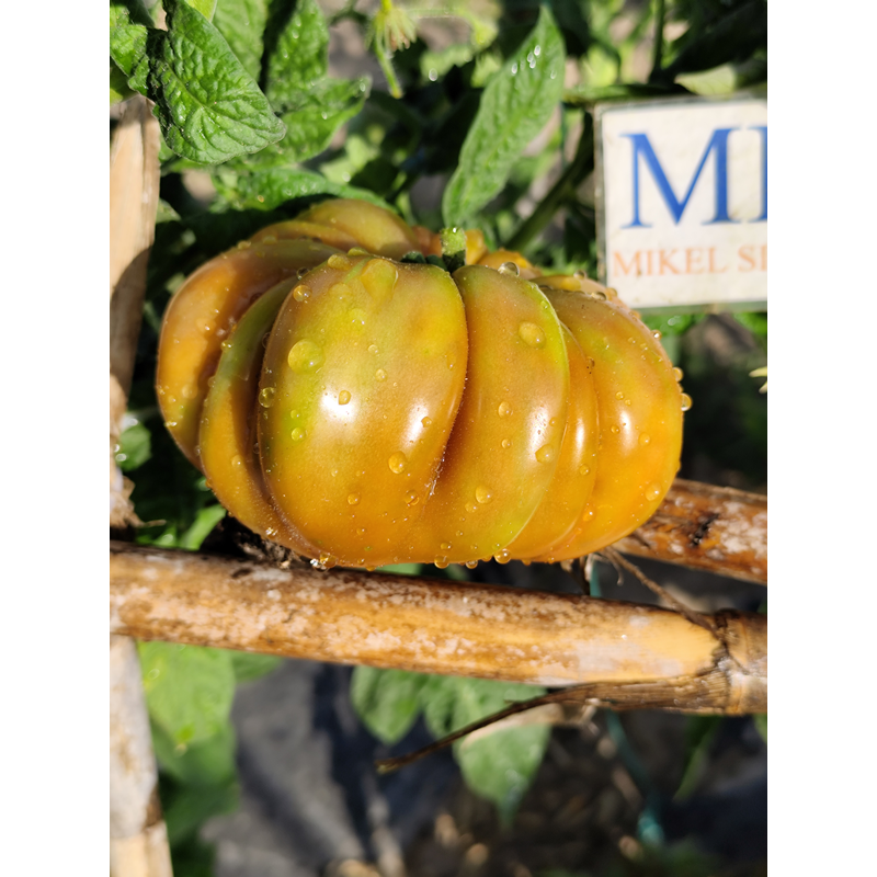 Tomate Flower of Reack , 10 semillas (283)