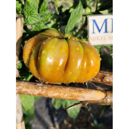 Tomate Flower of Reack , 10 semillas (283)