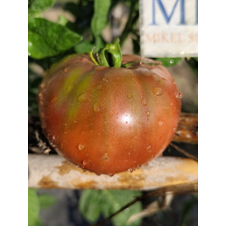 Tomate Frankeisten Black , 10 semillas (284)