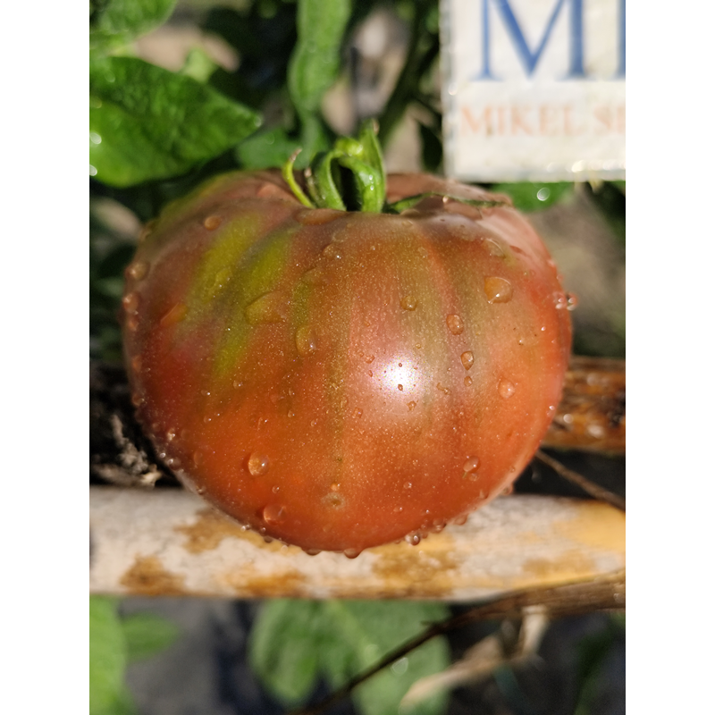 Tomate Frankeisten Black , 10 semillas (284)
