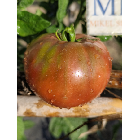 Tomate Frankeisten Black , 10 semillas (284)