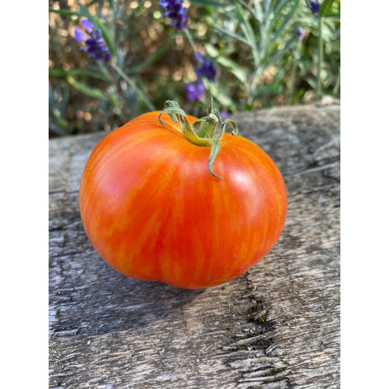 Tomate Gandalf , 10 semillas (285)