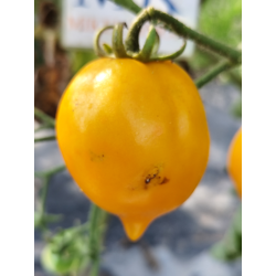 Tomate Citrina , 10 semillas (286)