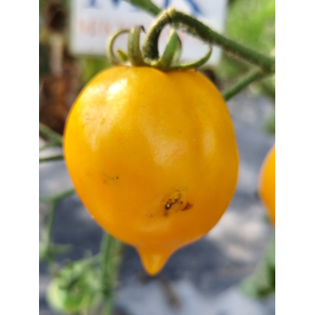Tomate Citrina , 10 semillas