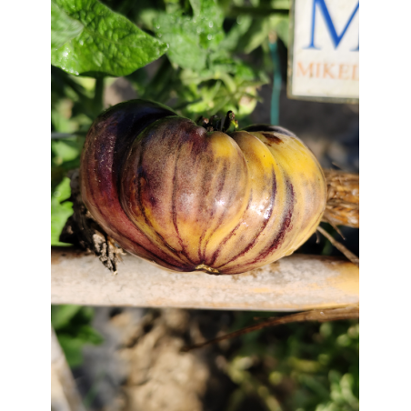 Tomate Apple Purple , 10 semillas (287)