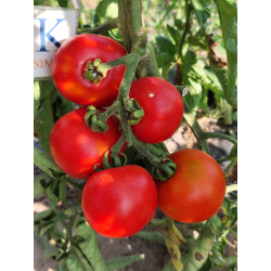 Tomate Gloire de Versailes , 10 semillas