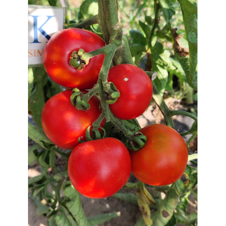 Tomate Gloire de Versailes , 10 semillas (288)