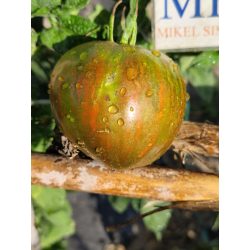 Tomate Marsha's Starfighter Heart , 10 semillas