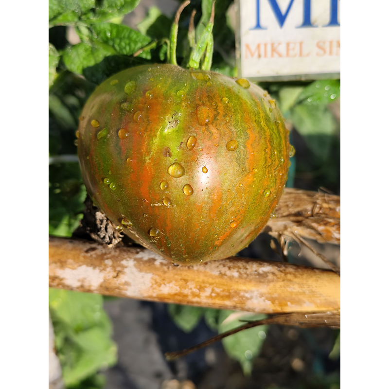 Tomate Marsha's Starfighter Heart , 10 semillas