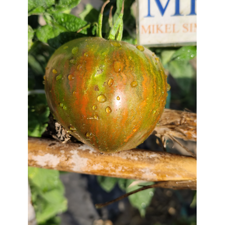 Tomate Marsha's Starfighter Heart , 10 semillas