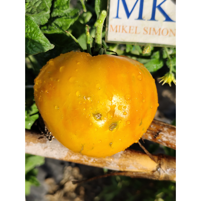 Tomate Moya Yellow , 10 semillas (290)