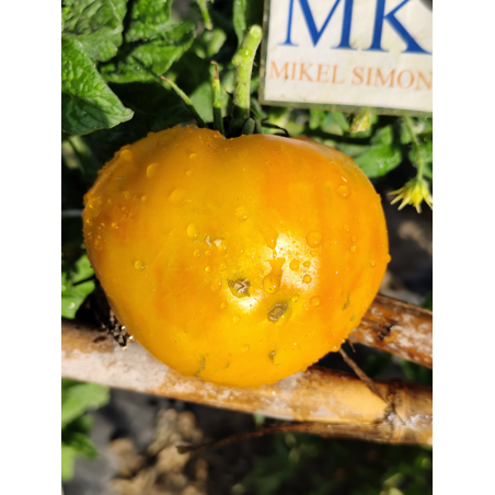 Tomate Moya Yellow , 10 semillas (290)