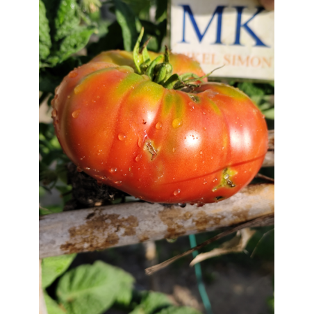 Tomate Mashenka , 10 semillas (291)
