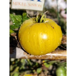 Tomate Pineapple Pig , 10 semillas (292)