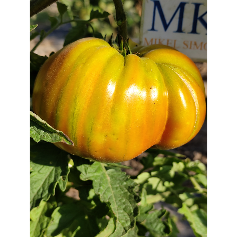 Tomate George Detsika's Italian Red , 10 semillas