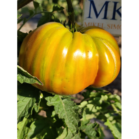 Tomate George Detsika's Italian Red , 10 semillas