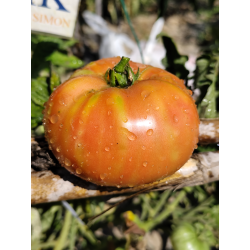 Tomate Maguy, 10 semillas
