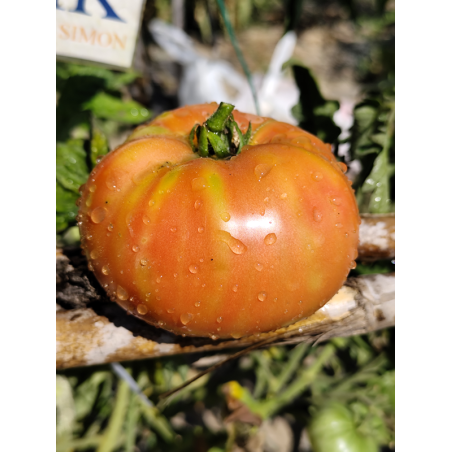 Tomate Maguy, 10 semillas (294)