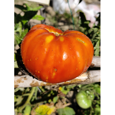 Tomate Cascade Lava , 10 semillas