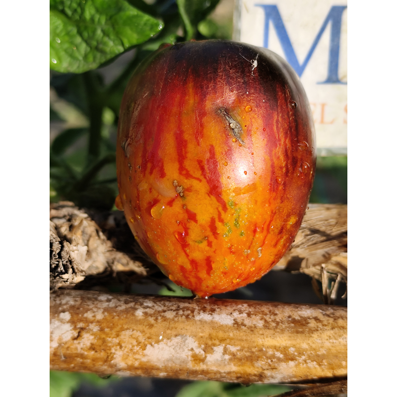 Tomate Gargamel , 10 semillas (297)