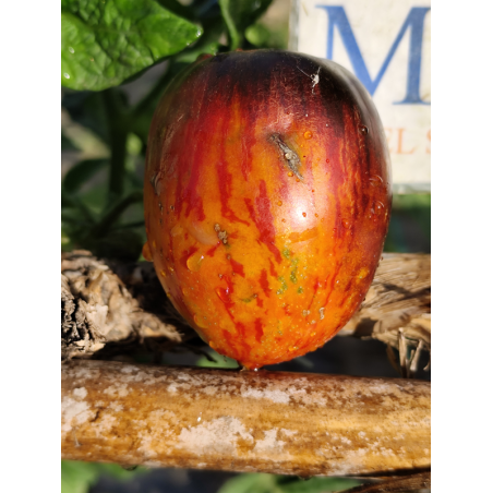 Tomate Gargamel , 10 semillas (297)