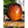 Tomate Gargamel , 10 semillas (297)