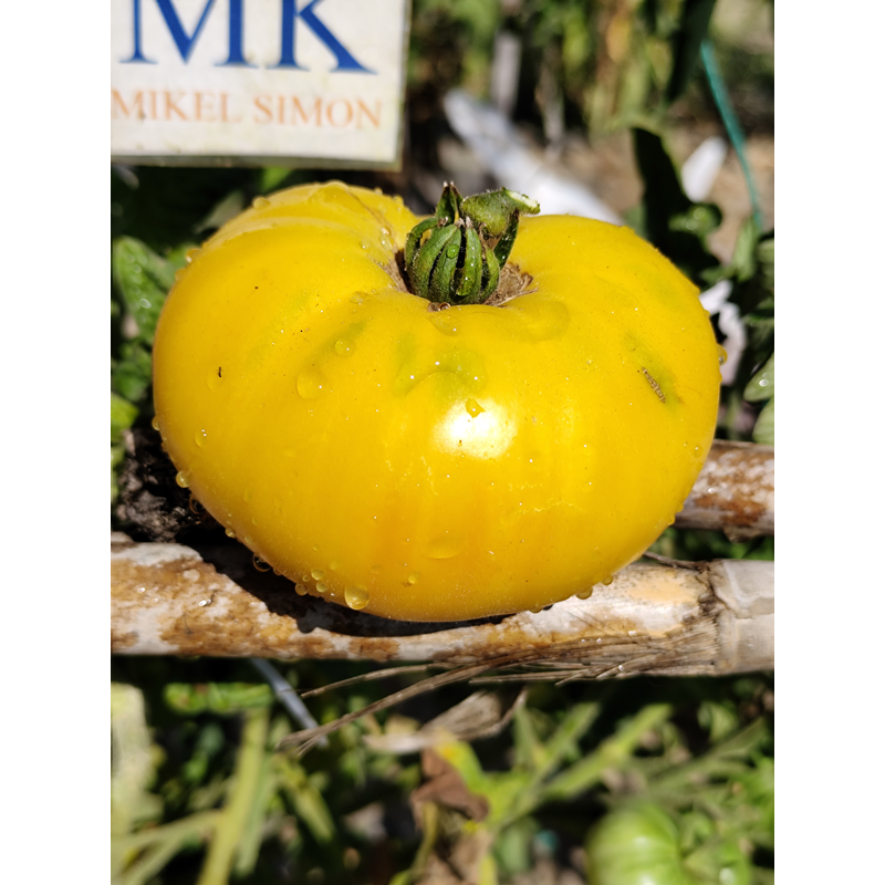 Tomate Dwarf MT. Snow , 10 semillas (298)