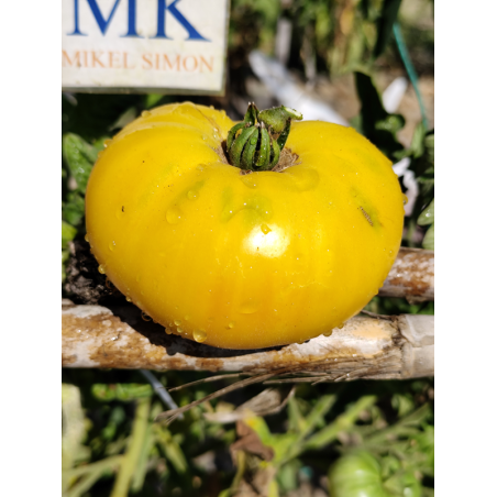 Tomate Dwarf MT. Snow , 10 semillas (298)