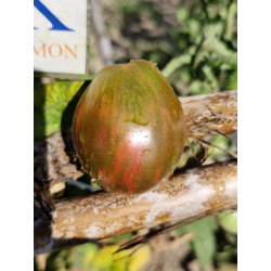 Tomate Dwarf Maritime Bells, 10 semillas